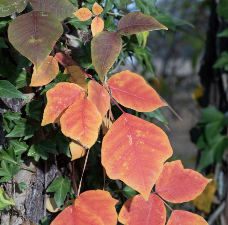 Poison Ivy Removal in Bucks County, PA