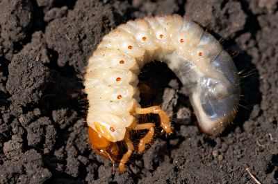 Grub Prevention in Ventura County, CA