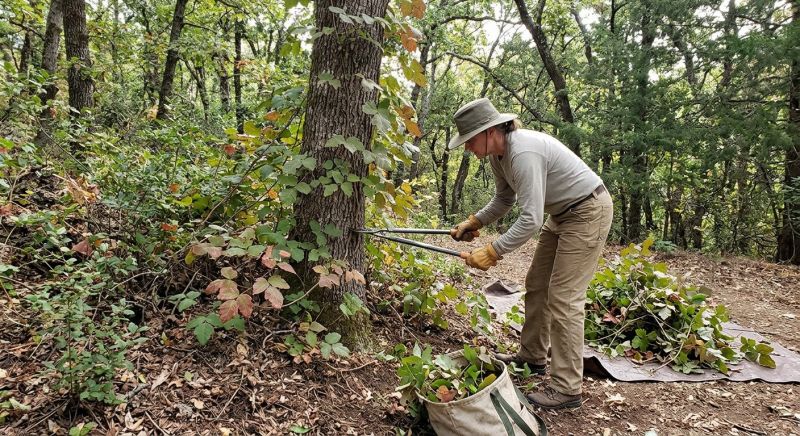 Hemlock Removal in Doylestown, PA