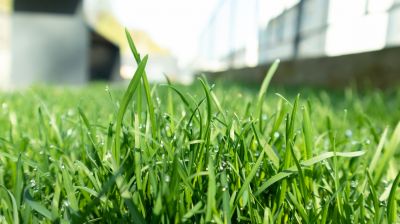 Lawn Topdressing in Honolulu, HI