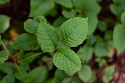 Poison Ivy Removal in Wilmington, DE