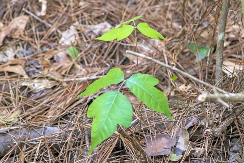 Poison Ivy Removal in Philadelphia, PA