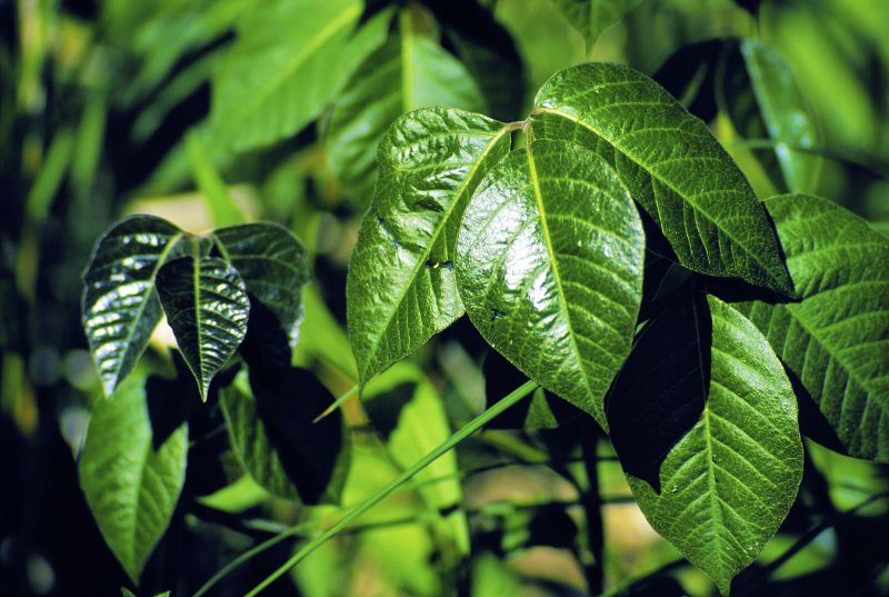 Poison Oak Removal in Ventura County, CA