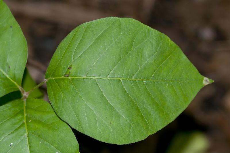 Poison Oak Removal in Burlington County, NJ