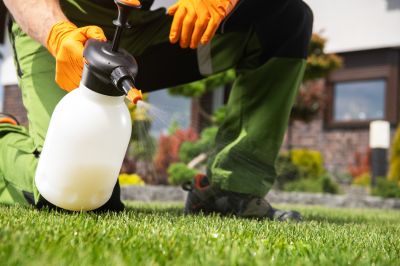 Thistle Treatment in Honolulu, HI